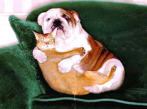 Humor com Animais imagem 9