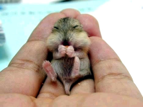 Humor com Animais imagem 11