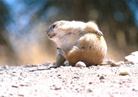 Humor com Animais imagem 12