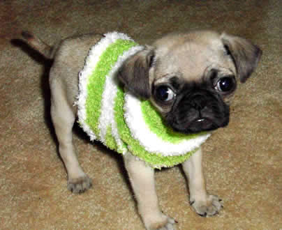 Humor com Animais imagem 15