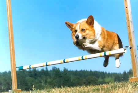 Humor com Animais imagem 18