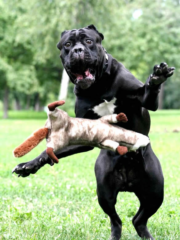 Humor com Animais imagem 20