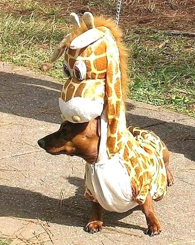 Humor com Animais imagem 1