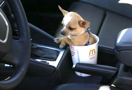 Humor com Animais imagem 3