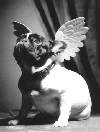 Humor com Animais imagem 5