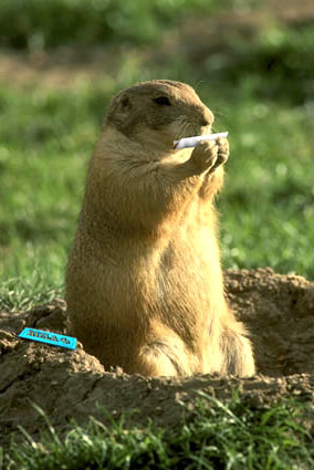 Humor com Animais imagem 6