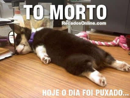 Humor com Animais imagem 18