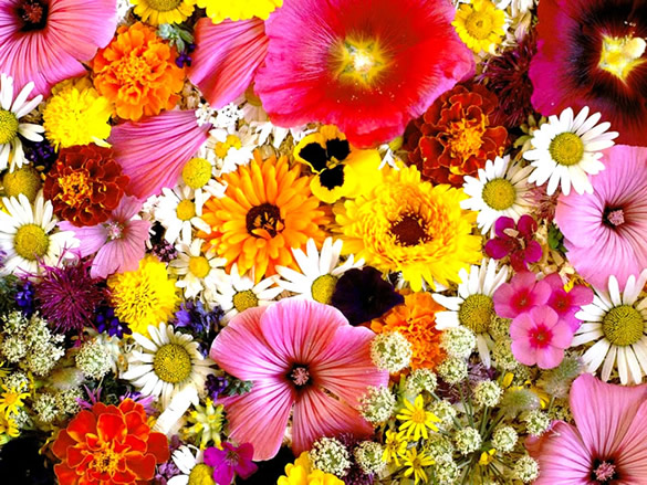 Imagens de Flores imagem