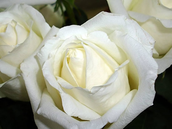 Rosas imagem 5