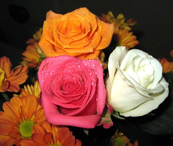 Rosas imagem 8