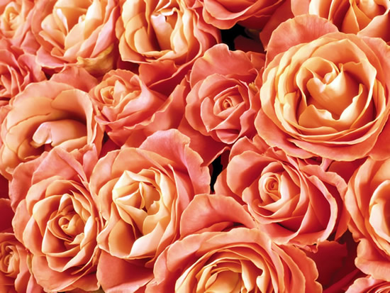 Rosas imagem 4