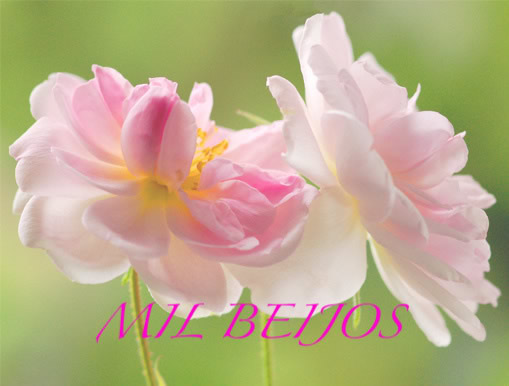 Mil Beijos imagem 16