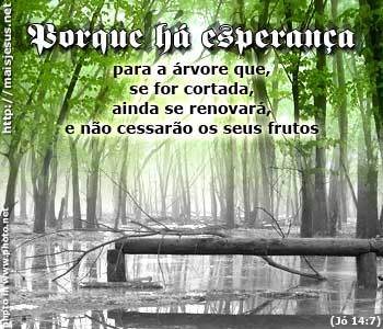 Porque há esperança para a árvore que, se for cortada...