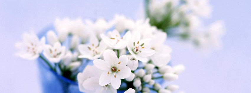 Capa para Facebook de flor branca delicada
