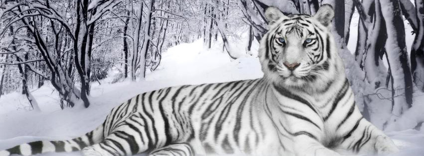 Capa para Facebook de animais com tigre de bengala branco na neve