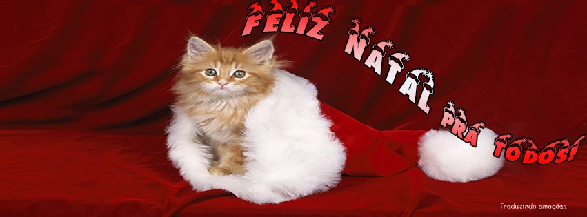 Capa para Facebook de Feliz Natal pra todos com gatinho filhote em uma toca de...