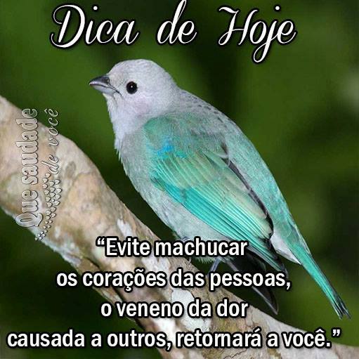 Dica de Hoje Evite machucar os corações das pessoas, o veneno...