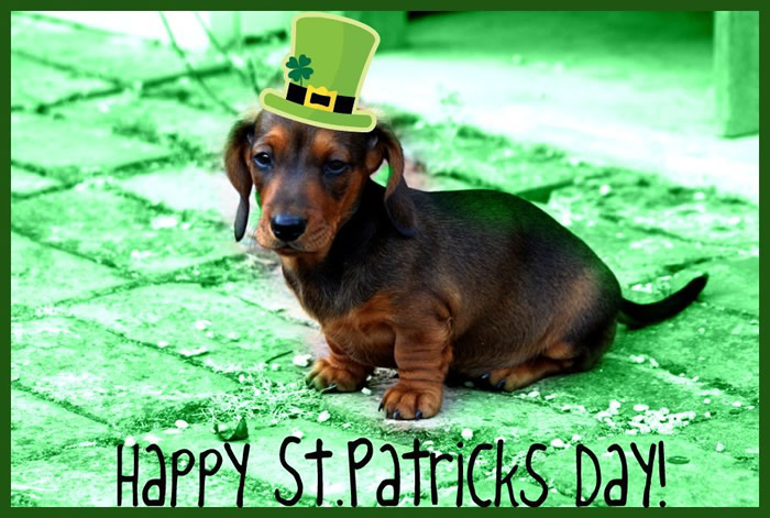 Happy St. Patricks Day!