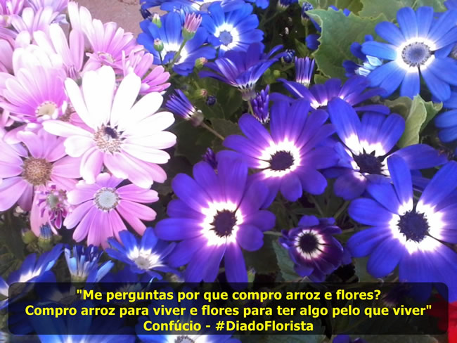 Me perguntas por que compro arroz e flores? Compro arroz para viver e flores...