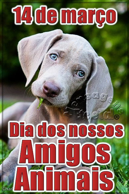 14 de Março Dia dos nossos Amigos Animais